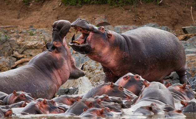 Grupo de hipopótamos na margem