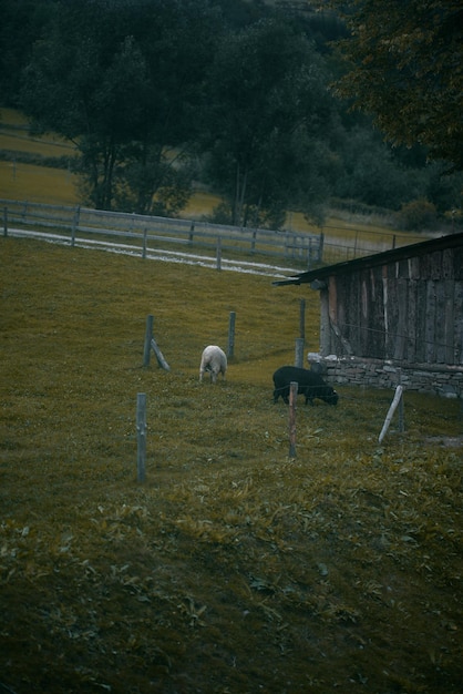 Grupo de jovens ovelhas comendo grama em uma fazenda