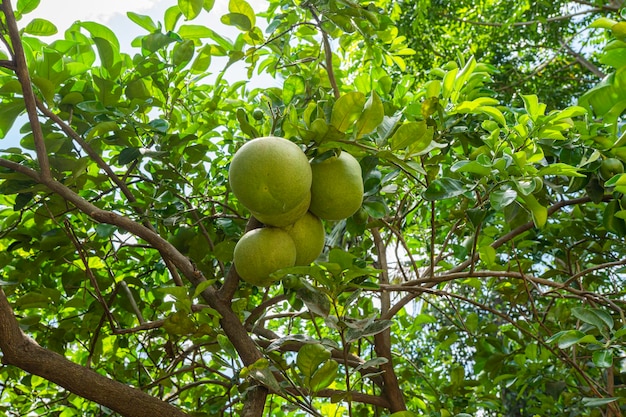 Grupo de laranja pendurar na árvore