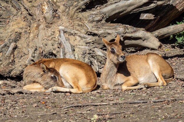 Foto grupo de lechwe do nilo ou lechwe da sra. grays kobus megaceros é uma espécie ameaçada de antílope encontrada em pântanos e pastagens no sudão do sul e na etiópia