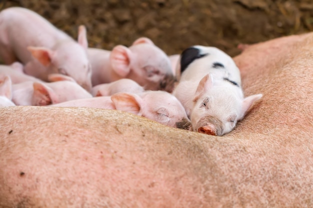 Foto grupo de leitões dormindo em uma porca