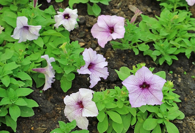 Grupo de lindas flores de Grandiflora papai azul petúnia no jardim