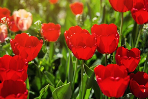 Grupo de lindas tulipas vermelhas crescendo no jardim iluminado pela luz do sol na primavera como conceito de flores