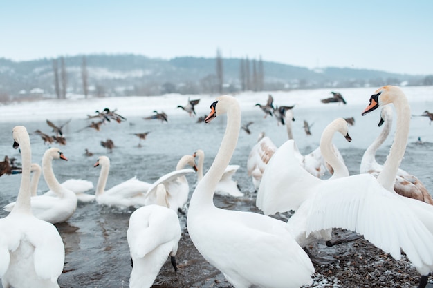 Grupo de lindos cisnes brancos à beira do rio em dia de inverno.