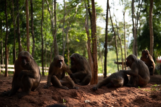 Grupo de macaco-de-cauda-toco, macaco-macaco (Macaca arctoides) descansa durante um dia ensolarado e tranquilo na província de Phetchaburi, área de caça de Khao Kapook Khao Tormoor, Tailândia