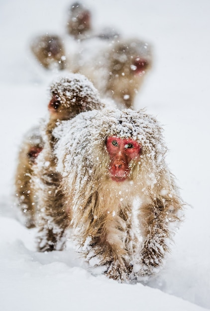 Grupo de macacos japoneses indo para a fonte termal na neve profunda