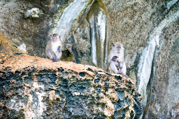 Grupo de macacos selvagens sentados em animais primatas rochosos na vida selvagem da natureza