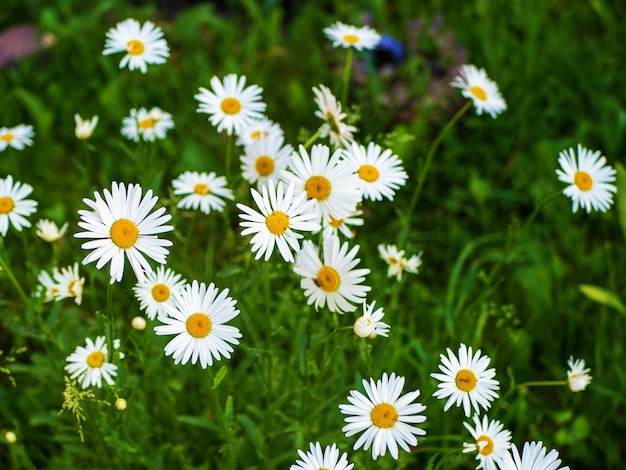 Grupo de margaridas florescendo em um prado de verão Matricaria