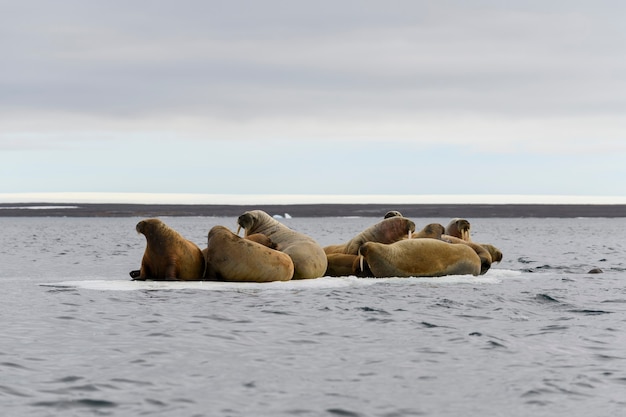 Grupo de morsas descansando no bloco de gelo no mar Ártico.