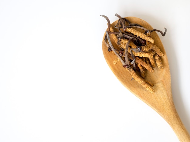 Grupo de ophiocordyceps sinensis ou cordyceps de cogumelos colocados na colher de pau