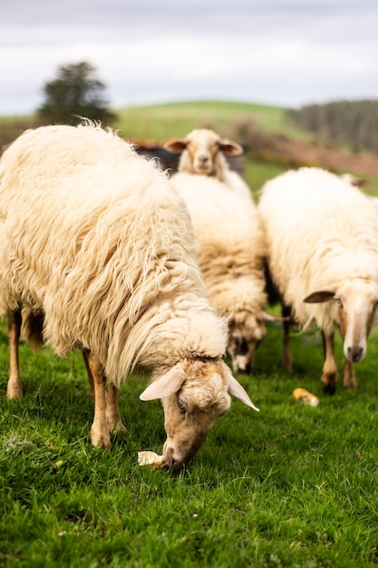 Foto grupo de ovelhas comendo pão e curtindo a natureza em um prado verde na cantábria, norte da espanha