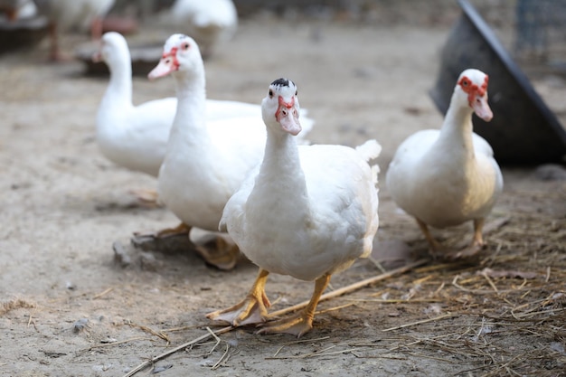 Grupo de pato branco na fazenda tailândia