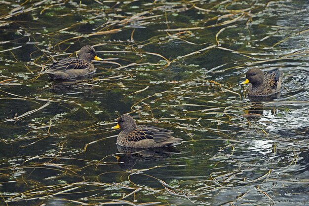 Grupo de patos-de-bico-amarelo nadando em um lago na américa do sul