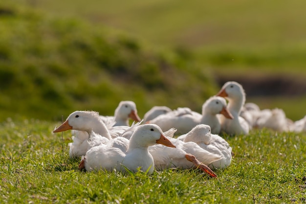 Grupo de patos domésticos ao ar livre close-up.