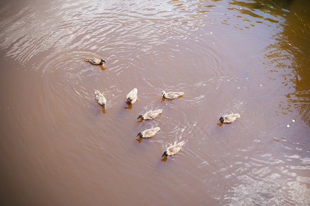 Grupo de patos em vista superior da água marrom.