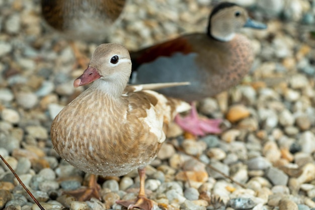 Grupo de patos mandarim na fazenda