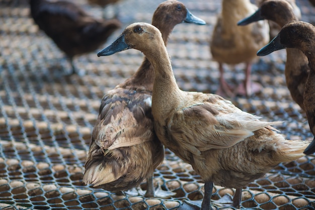 Grupo de patos na exploração agrícola, cultivo tradicional em tailândia.