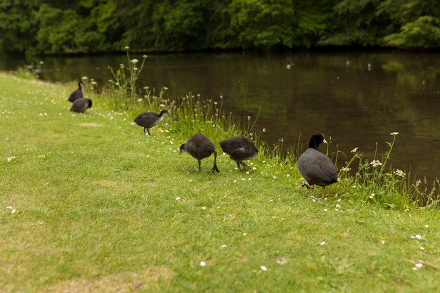 Grupo de patos na grama e um pato na água