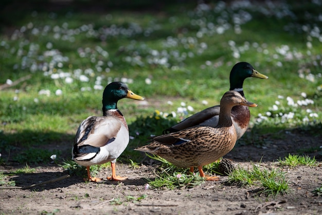 grupo de patos selvagens no parque