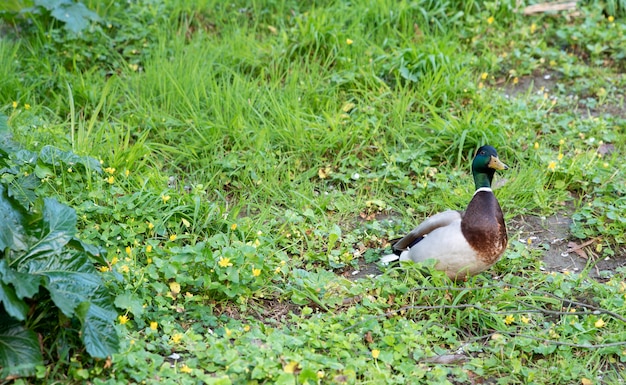 Grupo de patos selvagens no parque