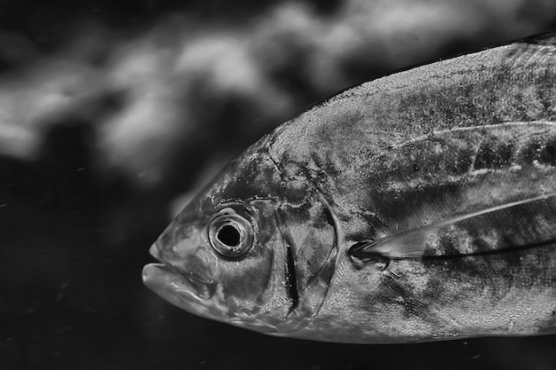 Foto grupo de peixes brancos pretos / design de pôster de natureza subaquática