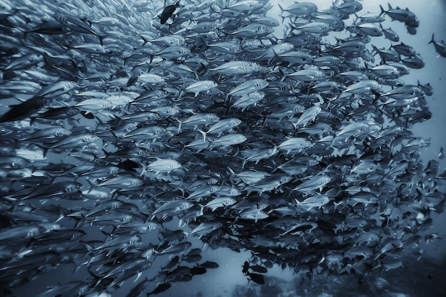 Foto grupo de peixes brancos pretos / design de pôster de natureza subaquática