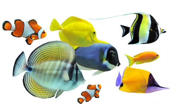 Foto grupo de peixes tropicais