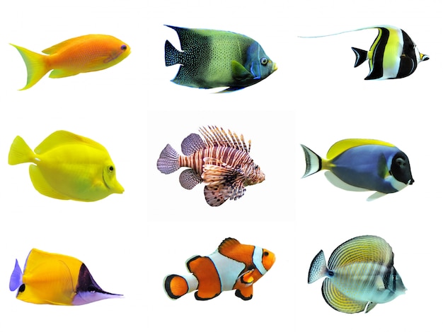 grupo de peixes tropicais