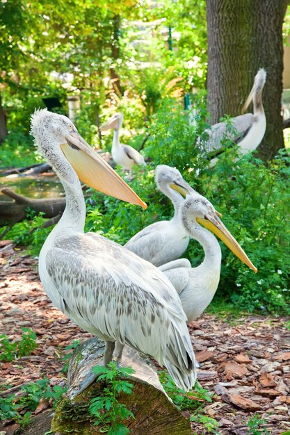 Grupo de pelicanos em um zoológico natural