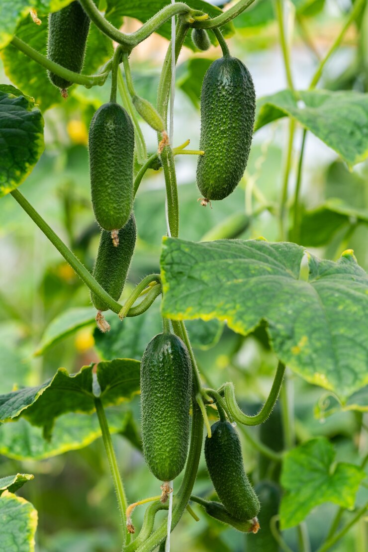 Grupo de pepinos orgânicos verdes naturais cresce na cama do jardim. Verão e vegetais ecológicos recém-saudáveis em estufa na fazenda agrícola antes da colheita em tempo ensolarado.
