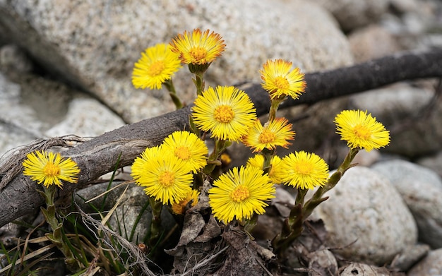 Foto grupo de pequenas flores amarelas brilhantes tussilago farfara crescendo perto de rochas redondas brancas detalhe macro closeup