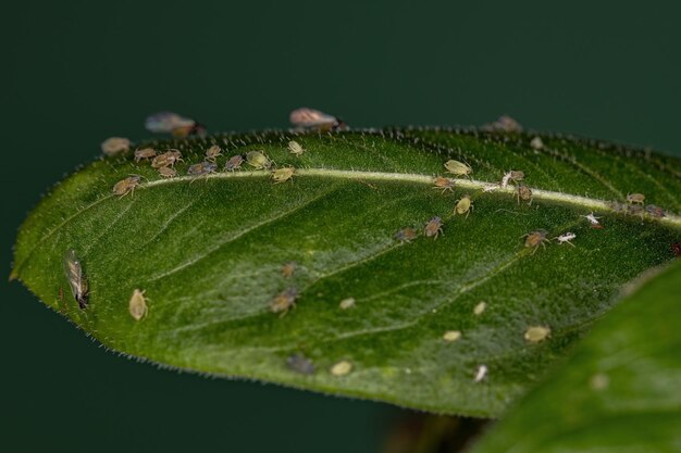 Foto grupo de pequenos pulgões verdes