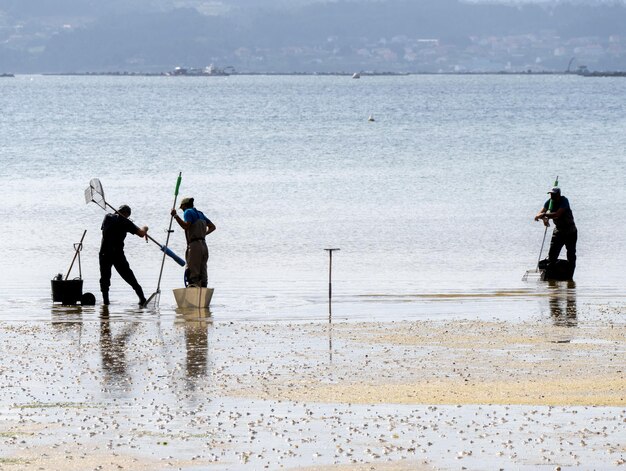 Grupo de pescadores na água da praia para coletar amêijoas e mexilhões da praia.