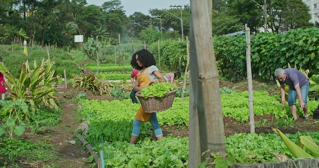 Foto grupo de pessoas cultivando em uma pequena fazenda urbana local agricultura amigos de propriedade de plantação comunitária cultivando alimentos jovem mulher segurando uma cesta de alfaces orgânicas colhendo legumes