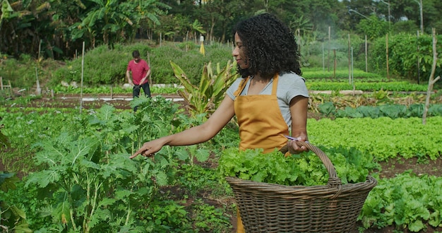 Foto grupo de pessoas cultivando em uma pequena fazenda urbana local agricultura amigos de propriedade de plantação comunitária cultivando alimentos jovem mulher segurando uma cesta de alfaces orgânicas colhendo legumes