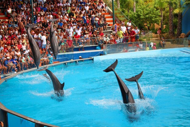 Foto grupo de pessoas num espectáculo de golfinhos