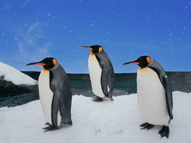 Foto grupo de pinguins caminhando na praia de gelo durante o dia com neve e céu azul, adorável animal no inverno