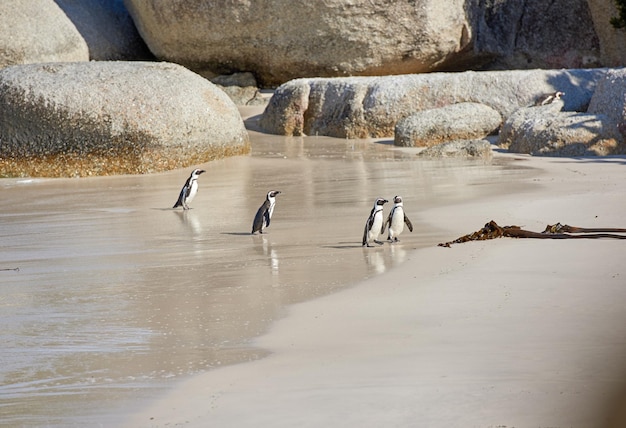 Grupo de pinguins em águas rasas do mar com espaço de cópia Paisagem de uma colônia de espécies ameaçadas de extinção de pássaros que não voam ou espécies de pinguins do Cabo em uma praia arenosa de Boulders na Cidade do Cabo, África do Sul