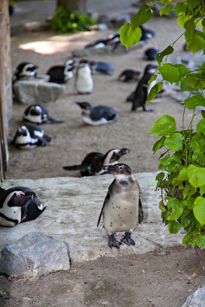 Grupo de pinguins no zoológico