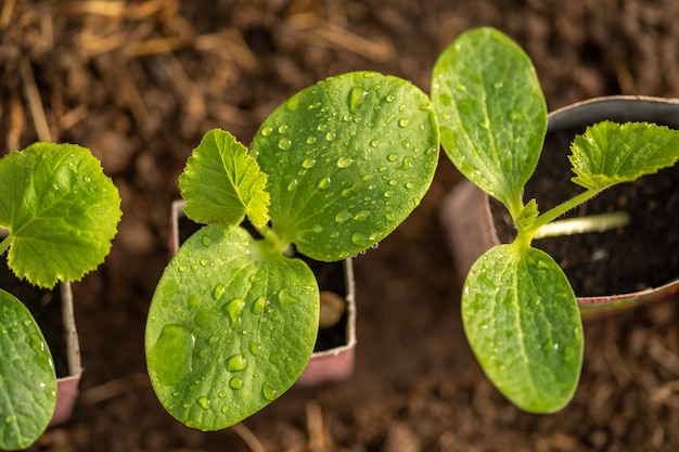 Grupo de plantas de abóbora verdes jovens que crescem em uma panela.