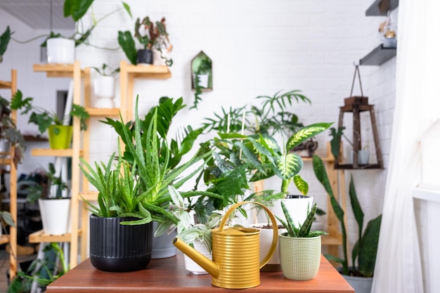 Grupo de plantas de interior populares na mesa no interior Calathea aloe diffenbachia sansevieria ficus Planta de casa Crescimento e cuidado de plantas de interiores fertilizantes de irrigação de casa verde