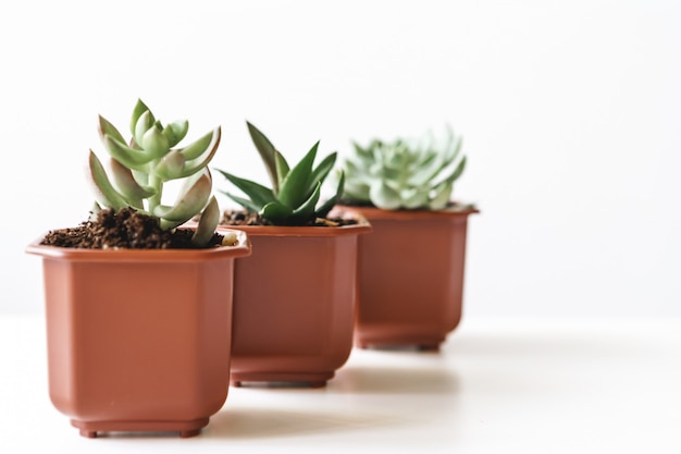 Grupo de plantas suculentas em pequenos vasos de plástico marrons dentro de casa