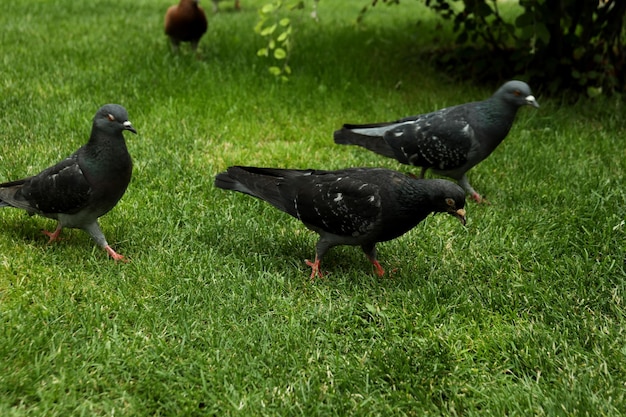 Grupo de pombos da cidade na grama ao ar livre
