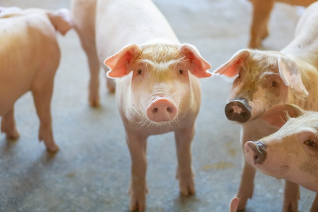 Grupo de porco que olha saudável na exploração agrícola de porco do asean local em rebanhos animais.