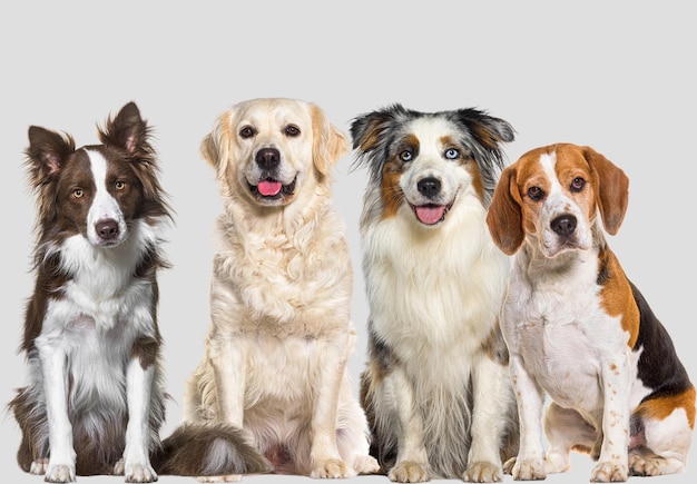 Grupo de quatro cães de várias raças sentados e olhando para a frente
