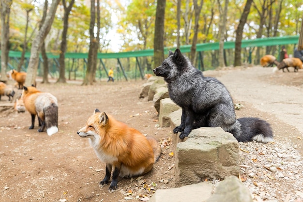 Grupo de raposas à procura de comida