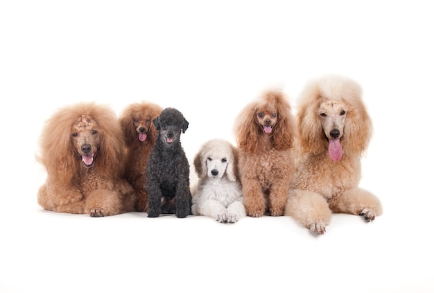Grupo de seis cães poodle posando juntos, isolado no branco.