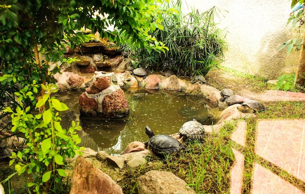 Foto grupo de tartarugas espalhadas por um ambiente natural verde com água ao seu redor