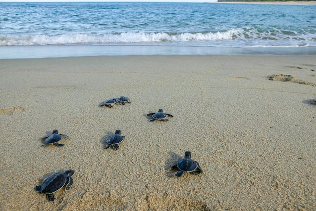 Grupo de tartarugas marinhas bebê fazendo seu primeiro passo no oceano