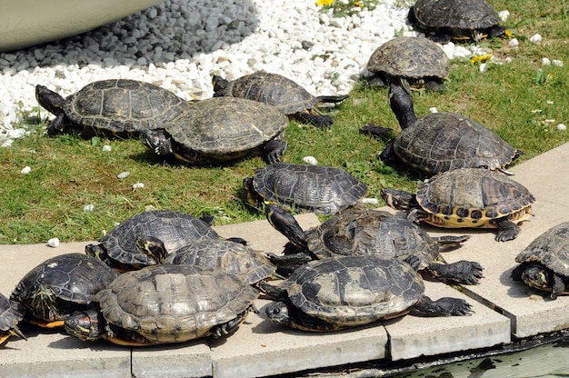 Grupo de tartarugas tomando sol